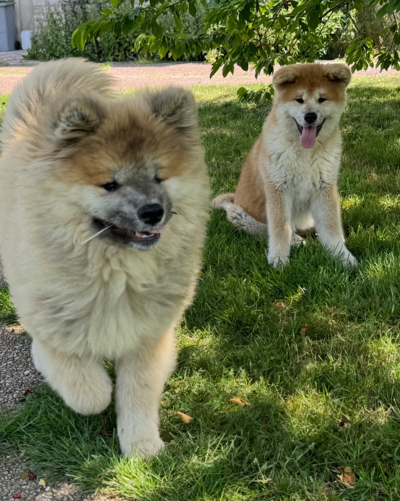 Deux chiots de Chika et Taka no Hana disponibles