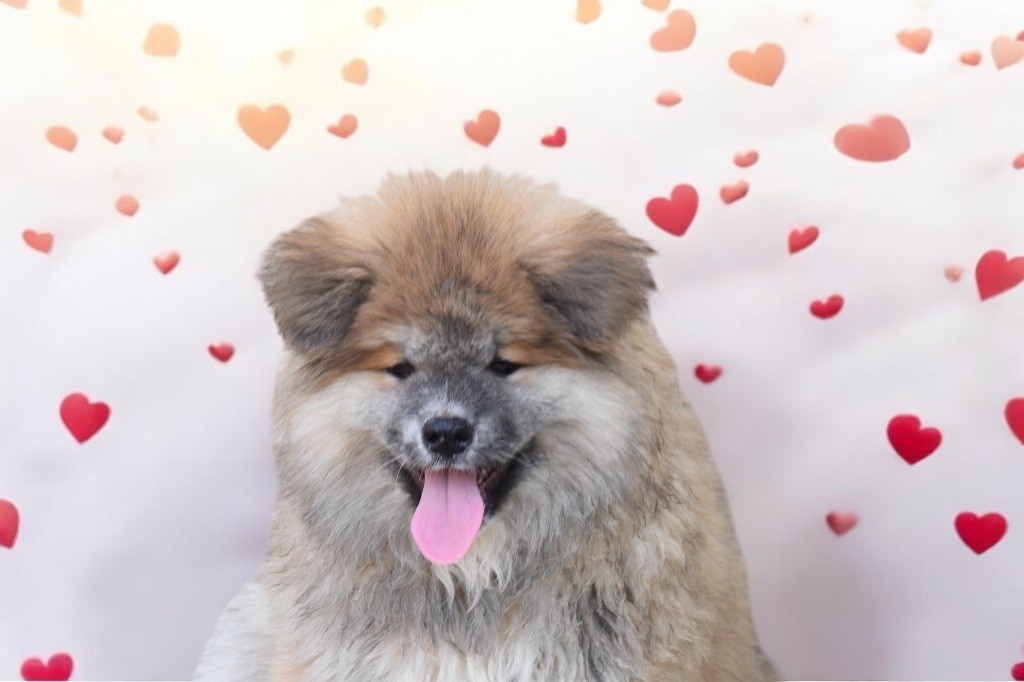 De mousashi tenkoh - Chiots disponibles - Akita