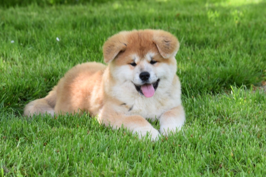 De mousashi tenkoh - Chiots disponibles - Akita