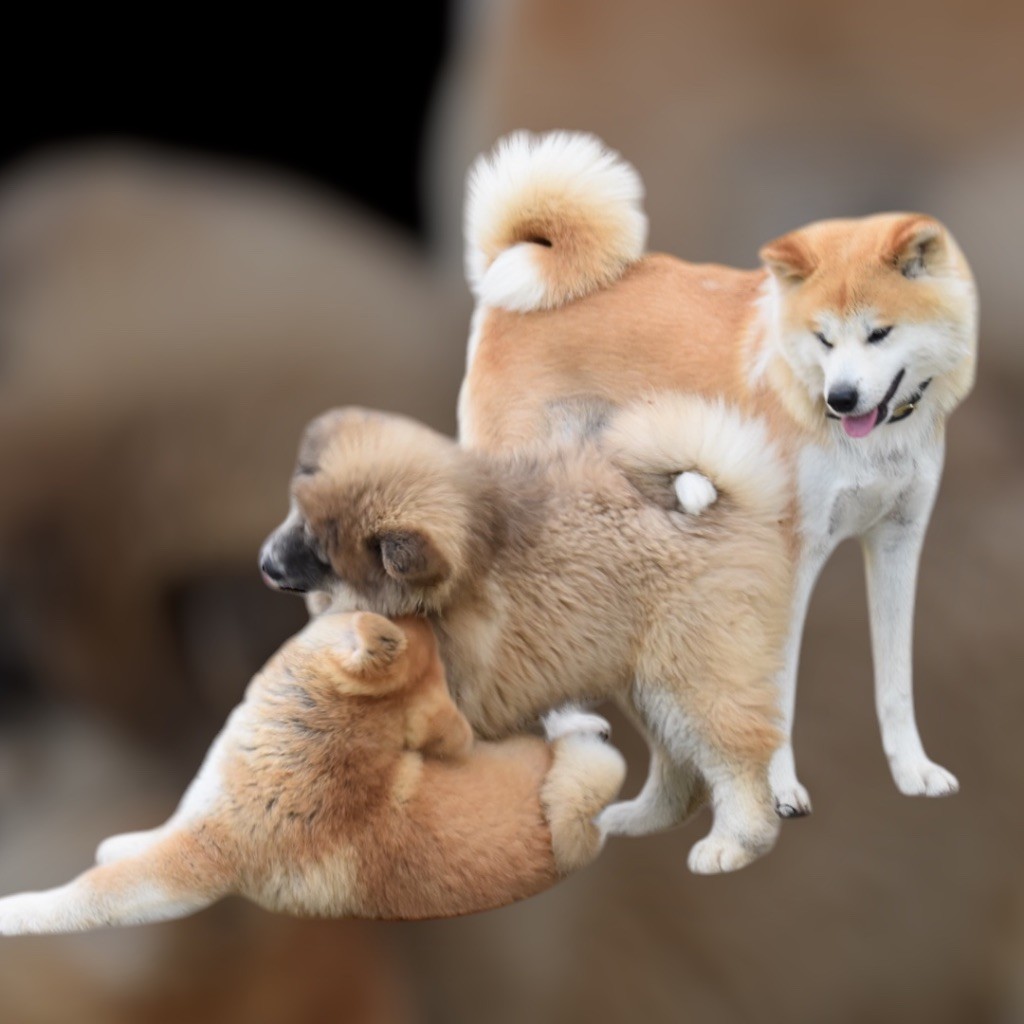 Chiot Akita De mousashi tenkoh